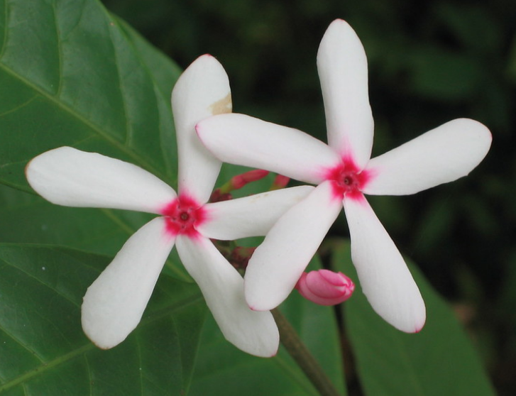 Kopsia fruticosa flower