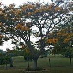 Delonix regia flavida (Yellow Poinciana)