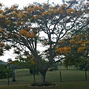 Delonix regia flavida (Yellow Poinciana)