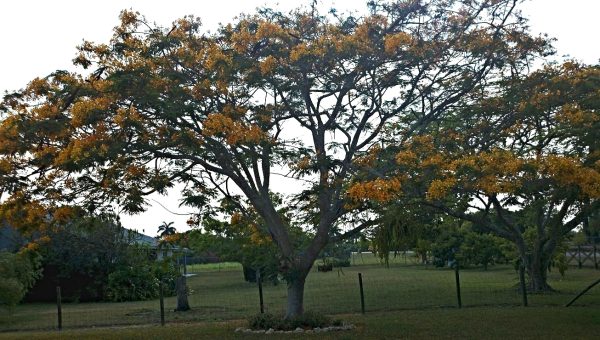 Delonix regia flavida (Yellow Poinciana)