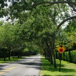 trees for hurricane winds Quercus Virginiana (Southern live oak)