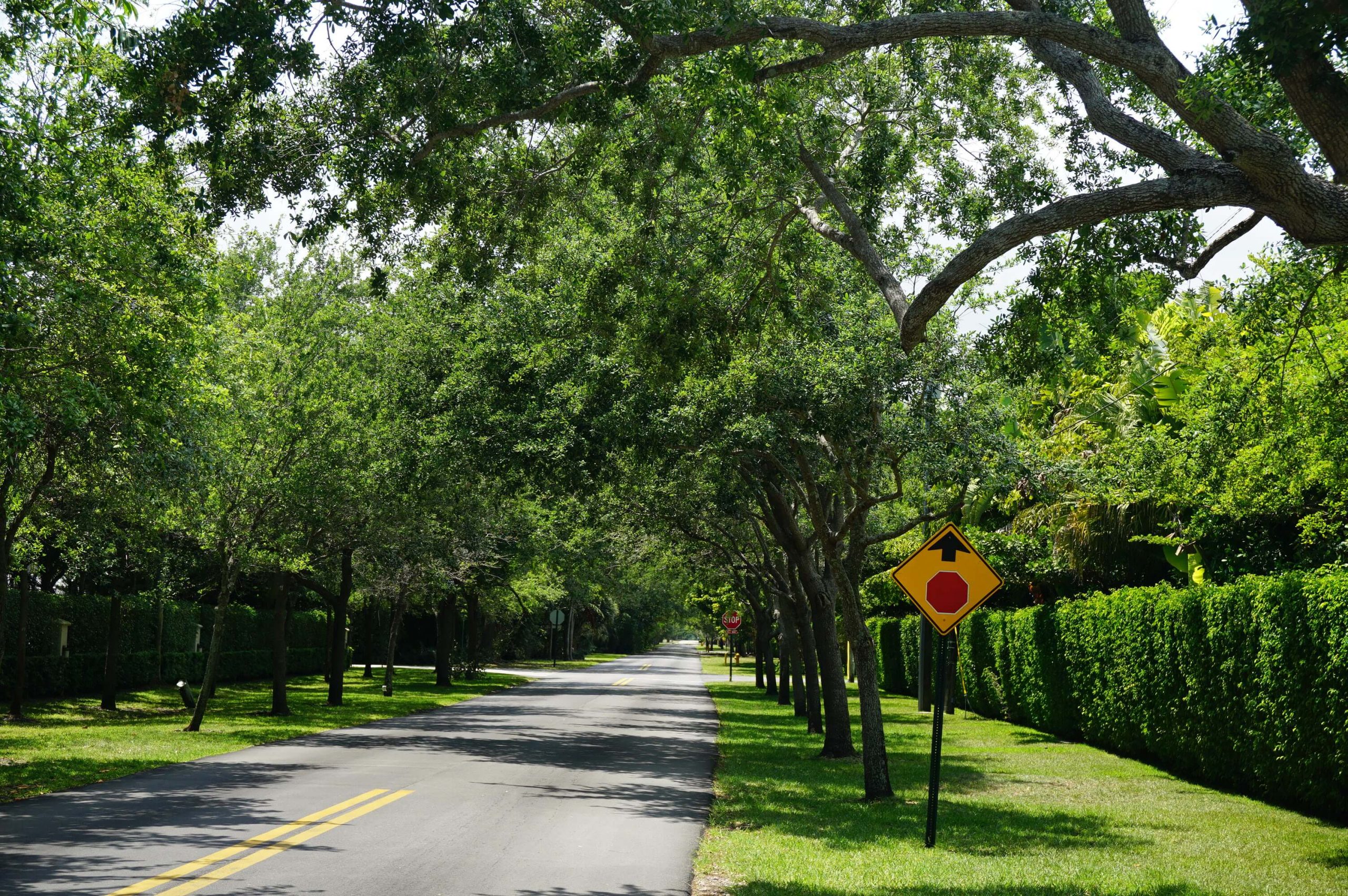 Southern Live Oak Tree - Quercus Virginiana for Sale Florida ...
