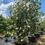 Cordia Boissieri (White Geiger)