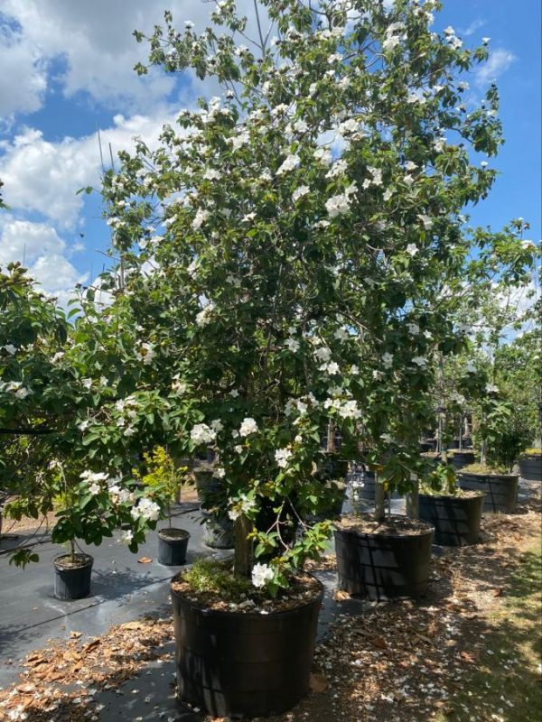 Cordia Boissieri (White Geiger)