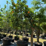 100 gallons orange geiger at TreeWorld Wholesale