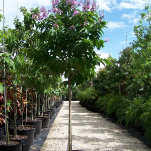 Lagerstroemia Speciosa (Queen crape myrtle tree)