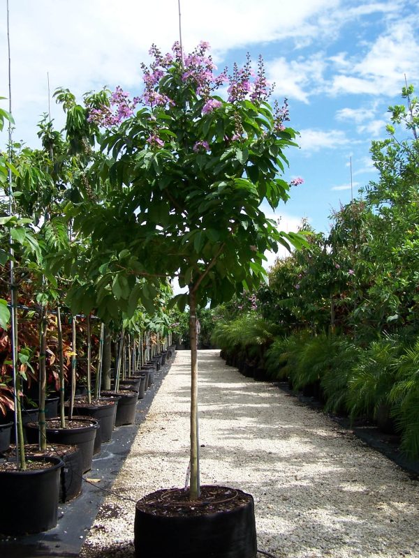 Lagerstroemia Speciosa (Queen crape-myrtle)