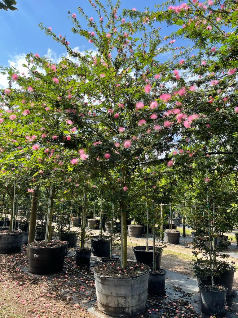 Calliandra Surinamensis