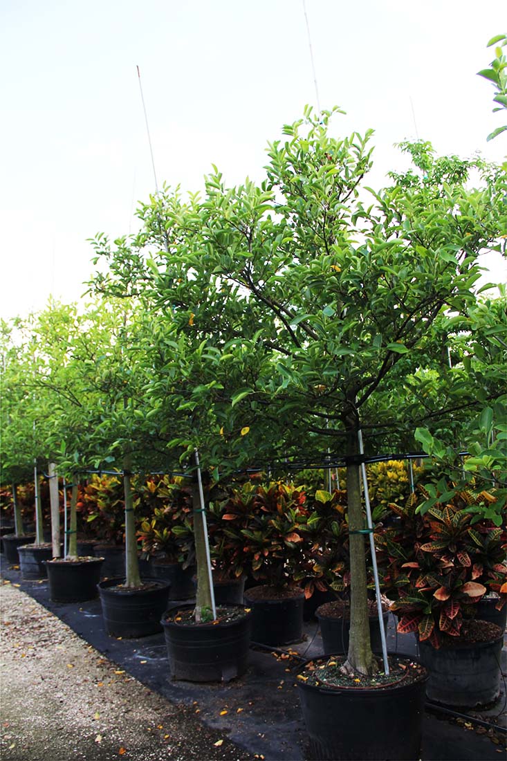 100 gallons pachira glabra known as fren peanut at TreeWorld Wholesale