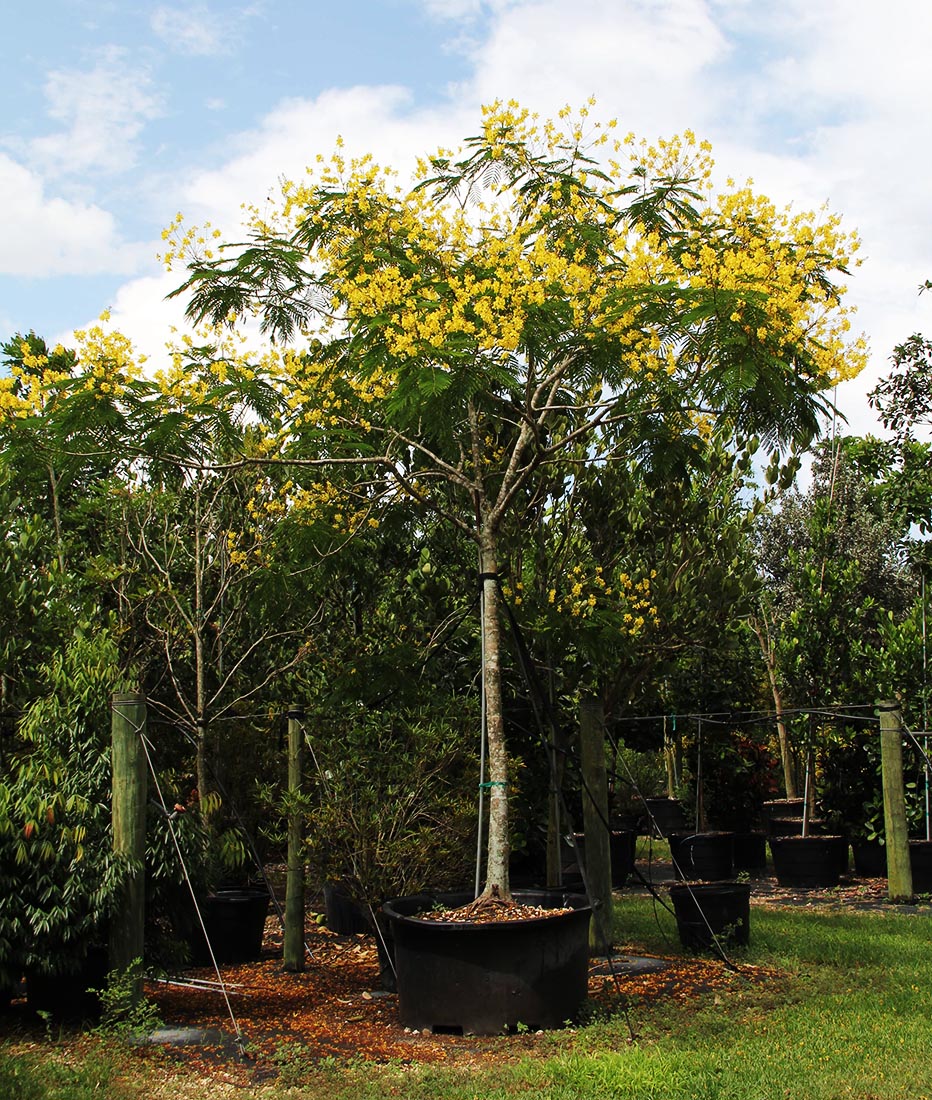 100 gallons Peltophorum Dubium also known as Yellow Poinciana at TreeWorld Wholesale