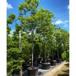 100 gallons eucalyptus deglupta at TreeWorld Wholesale