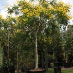 100 gallons Peltophorum Dubium also known as Yellow Poinciana at TreeWorld Wholesale