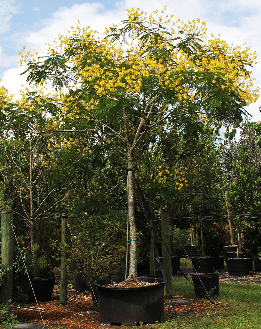 100 gallons Peltophorum Dubium also known as Yellow Poinciana at TreeWorld Wholesale