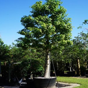 Adansonia Digitata for sale Florida