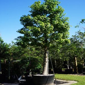 Adansonia Digitata (African Baobab) 100 gal