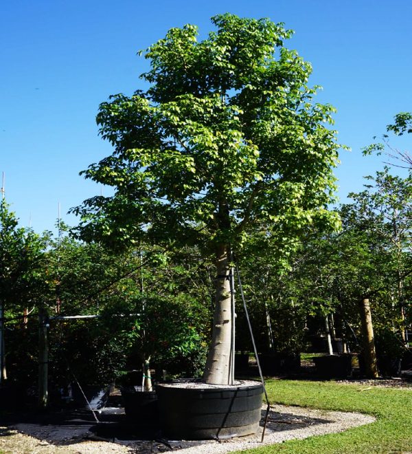 Adansonia Digitata for sale Florida