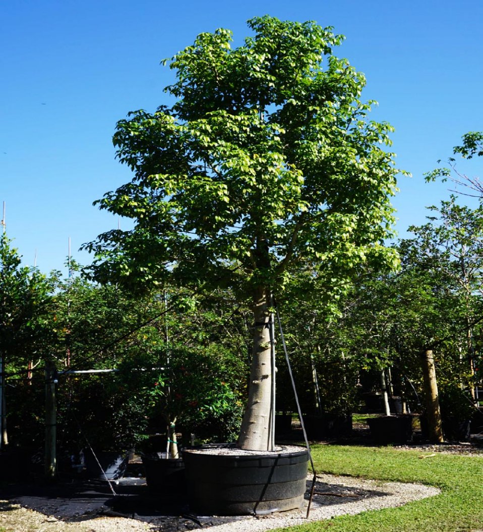 Adansonia Digitata