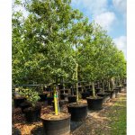 100 gallons Ilex cassine at TreeWorld Wholesale