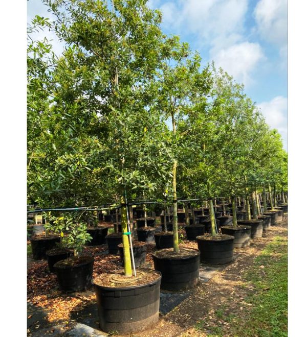 100 gallons Ilex cassine at TreeWorld Wholesale