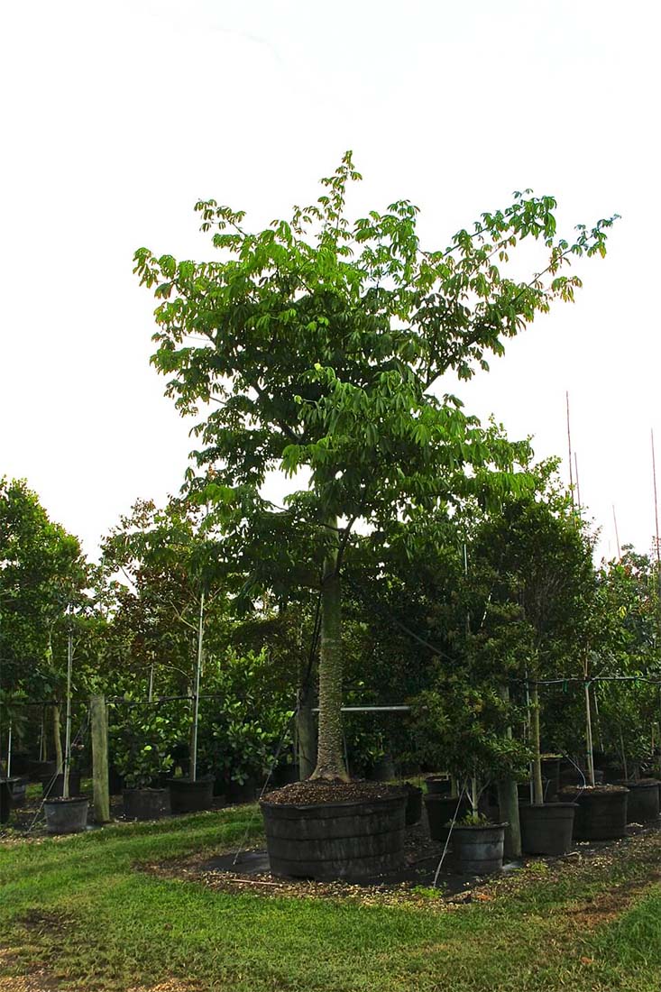 100 gal chorisia speciosa-floss silktree at Treeworld Wholesale