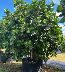 tree and bush 100 gallons clusia rosea multitrunk at TreeWorld Wholesale