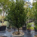 100 gallons garcinia spicatta at TreeWorld Wholesale