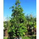 100 gal ilex krugiana at TreeWorld Wholesale