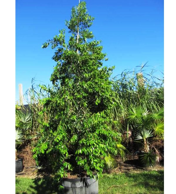 100 gal ilex krugiana at TreeWorld Wholesale