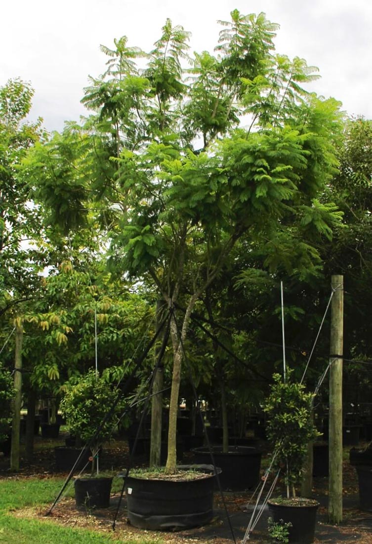 100 gallons of jacaranda blue at TreeWorld Wholesale