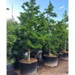 100 gallons Guaiacum Sanctum at TreeWorld Wholesale