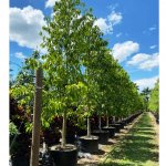 100 gal-michelia alba tree row also known as White Champaca at TreeWorld Wholesale