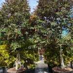 100 gallons Satin leaf tree South Florida at TreeWorld Wholesale