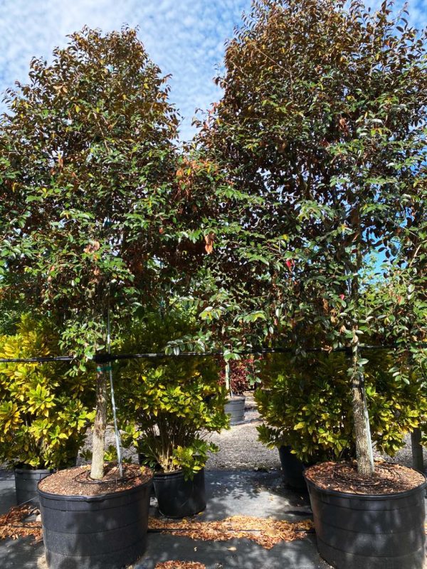 100 gallons Satin leaf tree South Florida at TreeWorld Wholesale