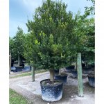 100 gallons spanish stopper bush at TreeWorld Wholesale