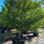 100 gallones Spicewood at TreeWorld Wholesale