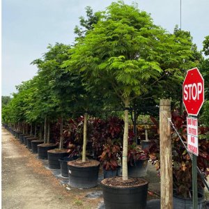 100 gallons pithecilobium arborea lorito tree at TreeWorld Wholesale