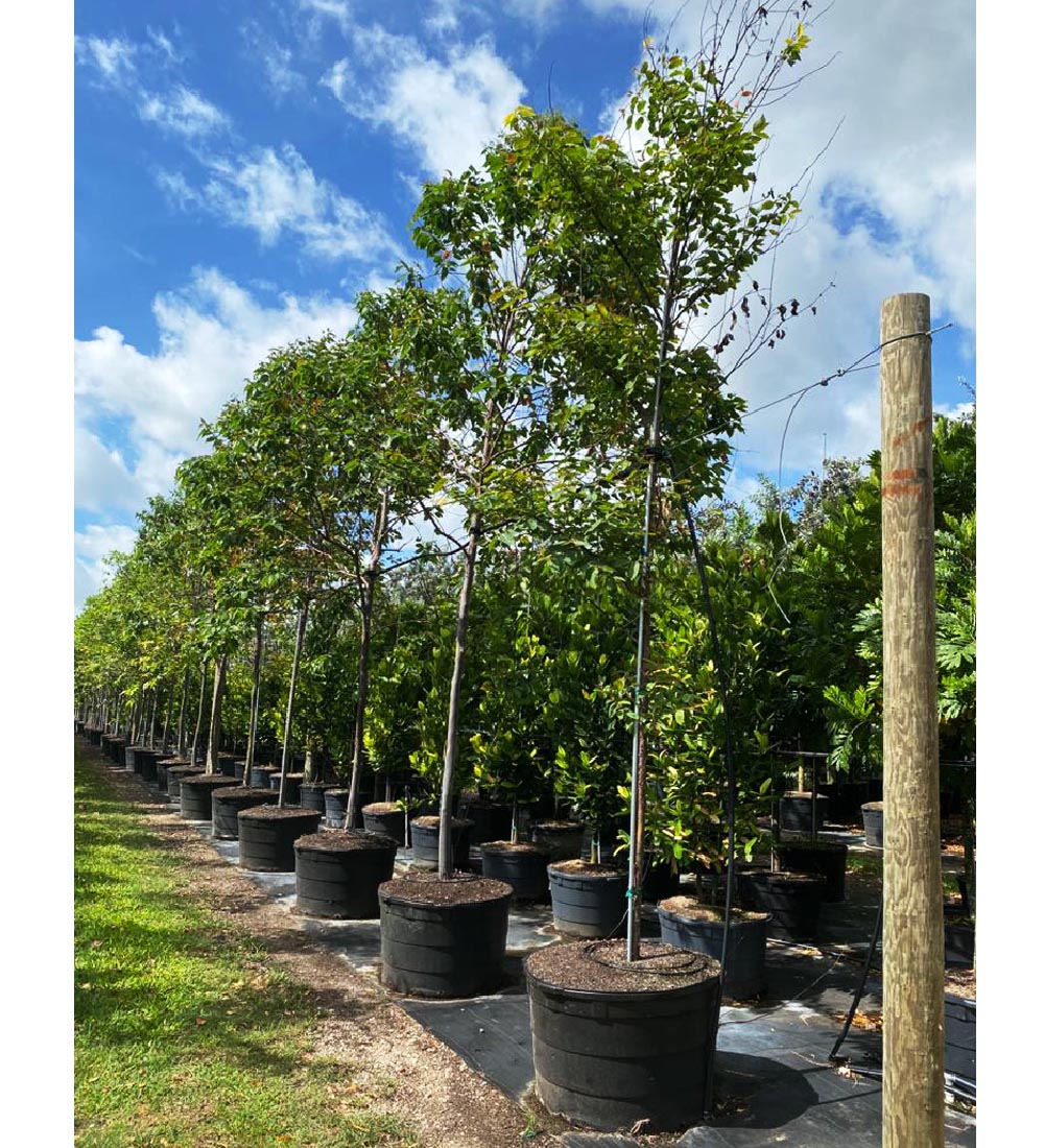 100 gallons eucalyptus deglupta at TreeWorld Wholesale
