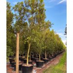 100 gallons spanish stopper tree row at TreeWorld Wholesale