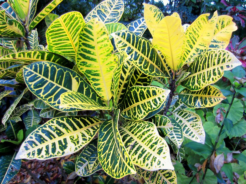 Codiaeum variegatum