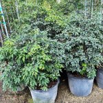 15 gallons red stopper bush at TreeWorld Wholesale