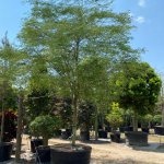 200 Gal Caesalpinia Granadillo at TreeWorld Wholesale