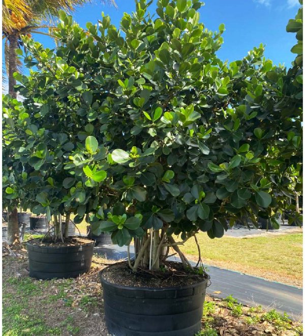 200 gallons clusia rosea at TreeWorld Wholesale