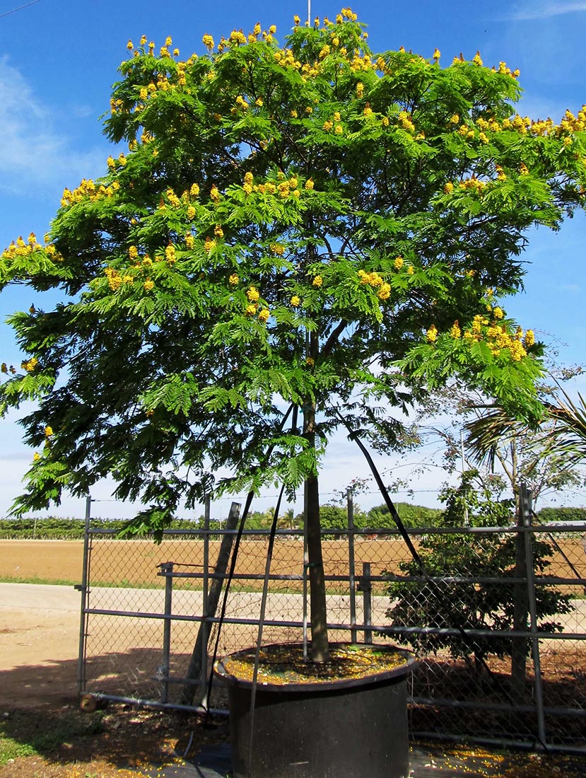 200 gallons peltophorumpterocarpum copperpod at TreeWorld Wholesale
