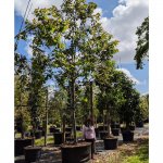 200 gallons eucalyptus deglupta at TreeWorld Wholesale