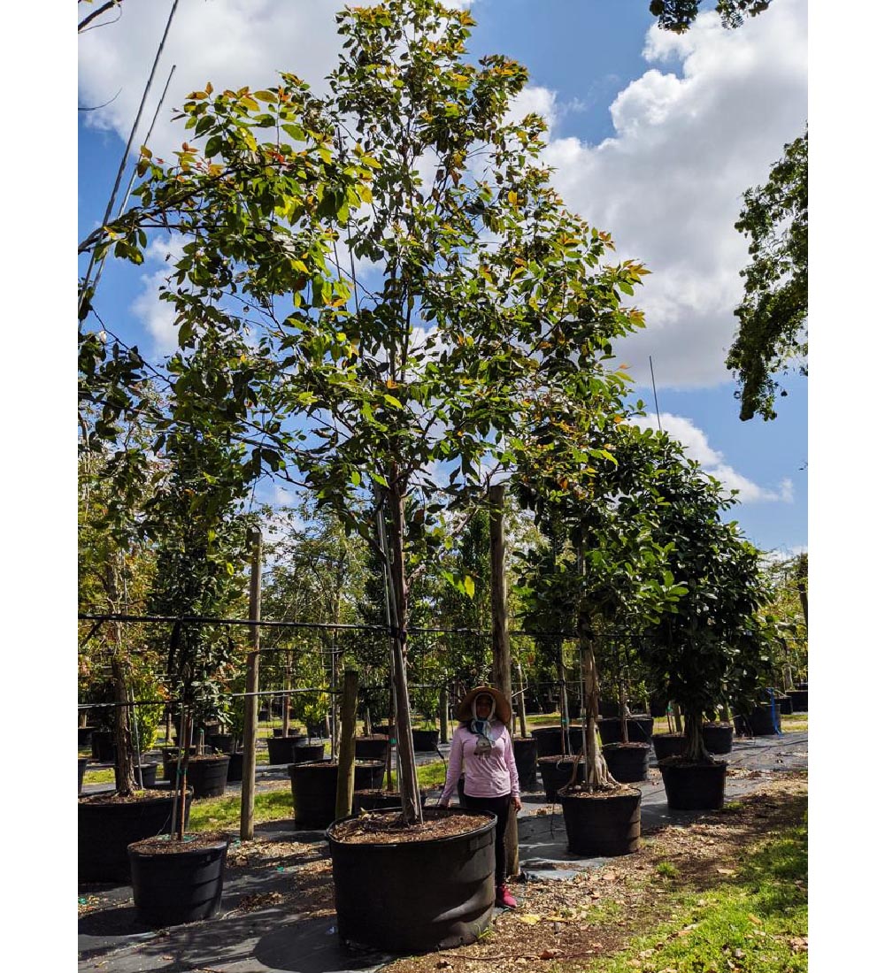 Eucalyptus deglupta / Eucalyptus multiflora - Rainbow Eucalyptus, Mindanao  Gum, Rainbow Gum - Ouriques Farm