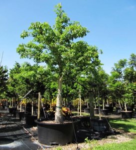 Adansonia Digitata (African Baobab) 200 gal and its use