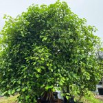 facts about trees 200 gallons ficus aurea leaves detail at TreeWorld Wholesale
