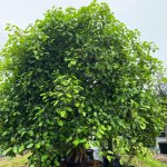 200 gallons ficus aurea leaves detail at TreeWorld Wholesale