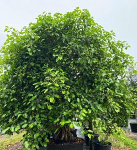 facts about trees 200 gallons ficus aurea leaves detail at TreeWorld Wholesale