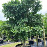 200 gallons ficus aurea at TreeWorld Wholesale